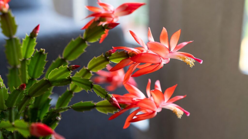 Christmas Cactus