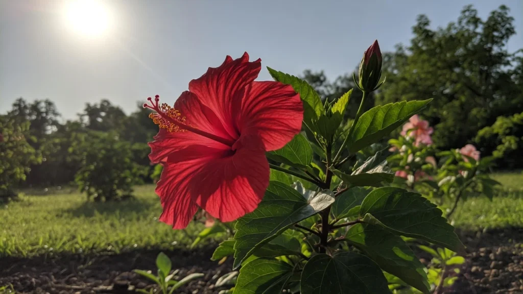 soil Hibiscus Plants